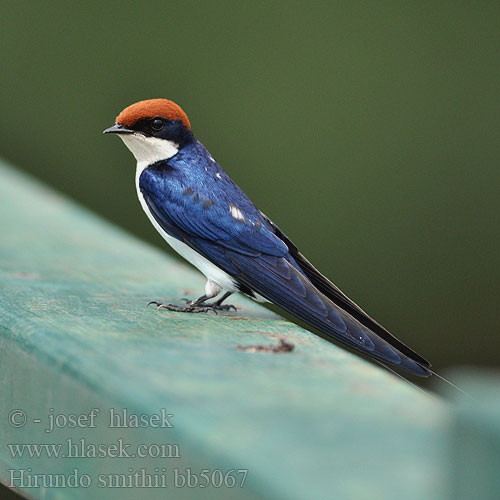 Hirundo smithii bb5067