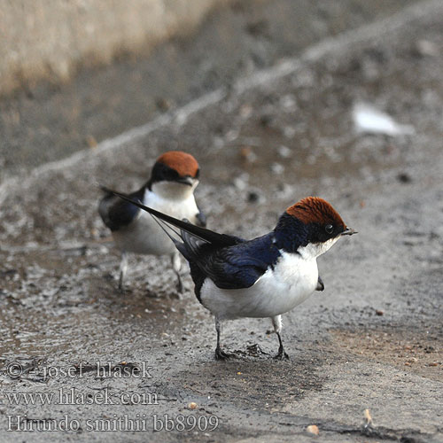 Hirondelle longs brins Rondine codasottile Smith ハリオツバメ