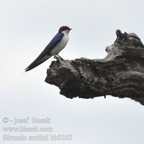 Hirundo smithii bb9265