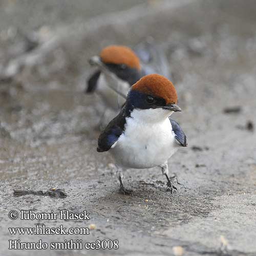 Hirundo smithii ee3008