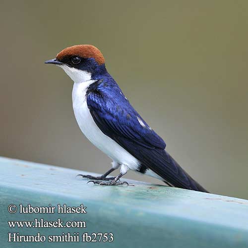 Hirundo smithii fb2753