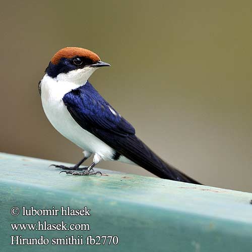 Hirundo smithii fb2770