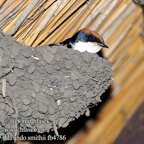 Hirundo smithii fb4786