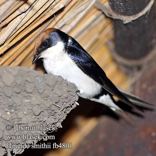 Wire-tailed Swallow Vlaštovka dlouhoocasá Rotkappenschwalbe