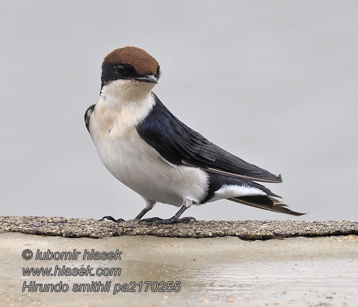 Hirundo smithii