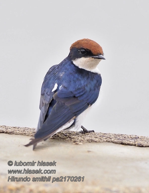 Hirundo smithii