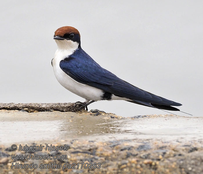 Hirundo smithii