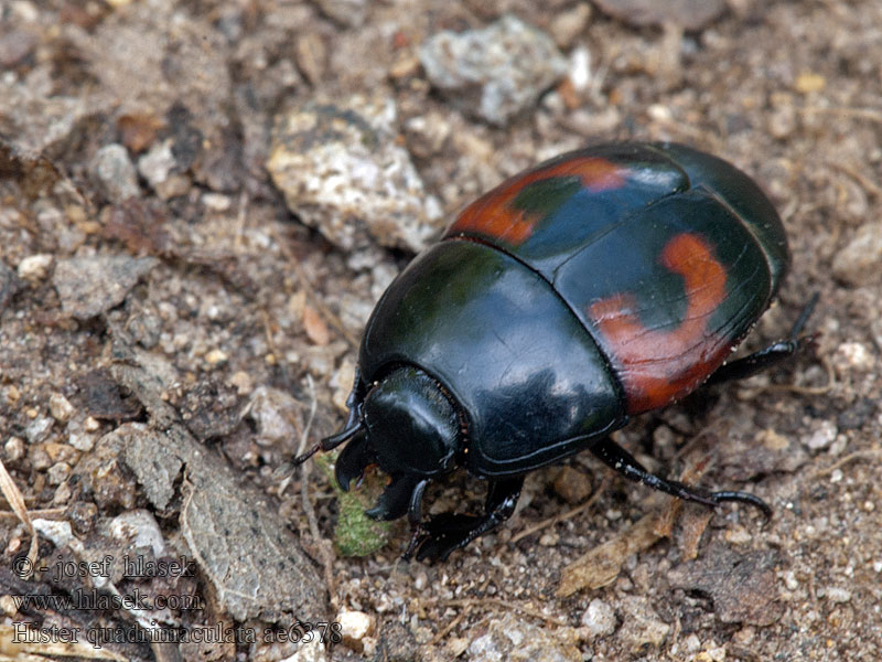 Hister quadrimaculatus Vierfleck-Gaukler Gnilik czteroplamy