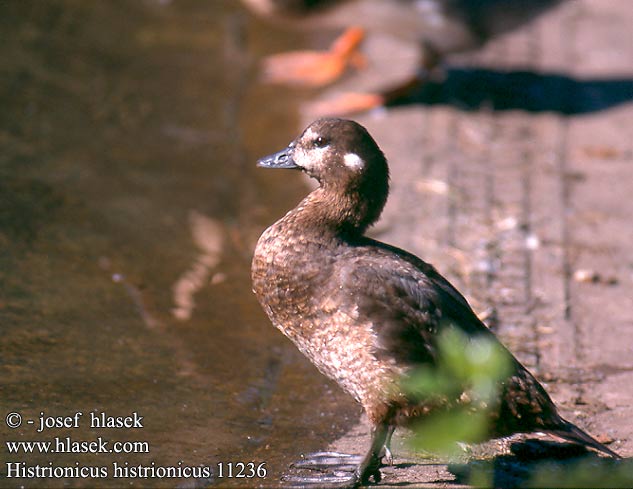 Histrionicus histrionicus Harlequin Duck Strømand Virta-alli Arlequin plongeur Harlekijneend Moretta arlecchino Tarka réce Kragenente Kamieniuszka Kačica kamenárka strakatá Kačka kachna strakatá Pato Arlequín Strömand Harlekinand 丑鸭 Каменушка シノリガモ 흰줄박이오리 Каменярка