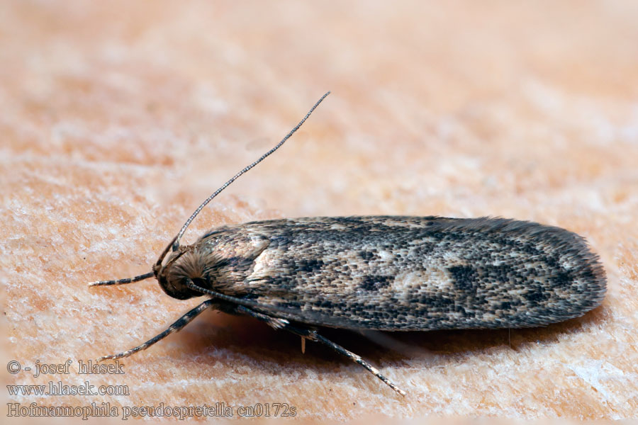 Trepunkterad skräpmal Frømøl Arna domèstrica Hofmannophila pseudospretella