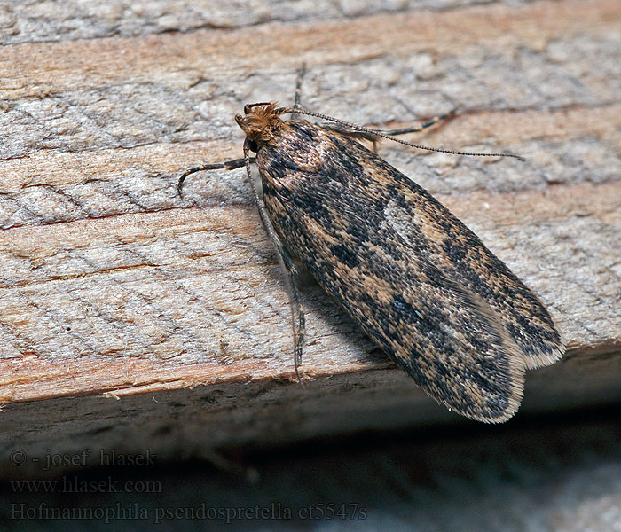 Zdobka obyčajná Bruine huismot Hofmannophila pseudospretella