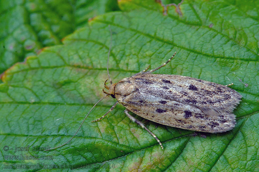 Hofmannophila pseudospretella Krásněnka skladištní