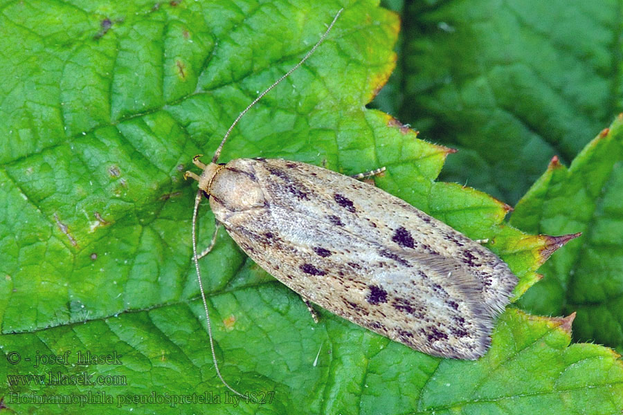 Hofmannophila pseudospretella Bruine huismot Trepunkterad skräpmal