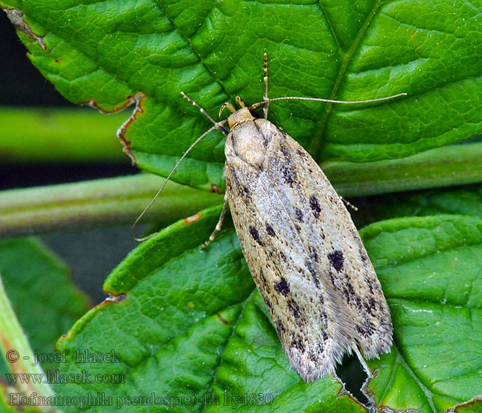 Hofmannophila pseudospretella Frømøl Arna domèstrica