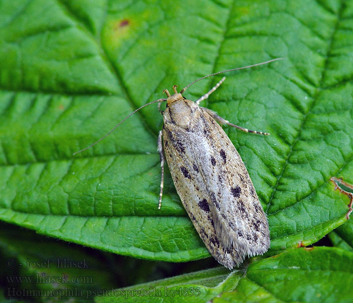 Krásněnka skladištní Hofmannophila pseudospretella