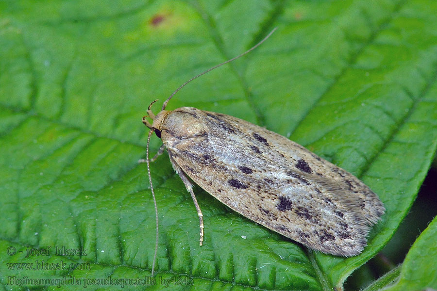 Brown House-moth Zdobka obyčajná Hofmannophila pseudospretella
