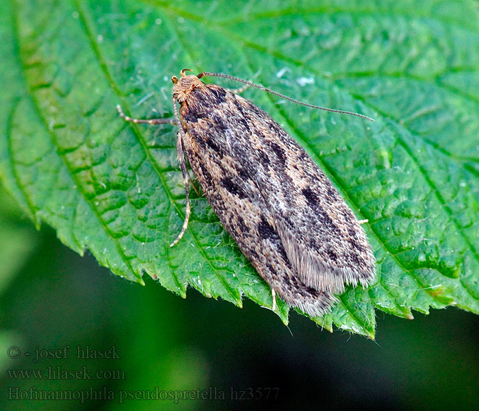 Krásněnka skladištní Brown House-moth Hofmannophila pseudospretella