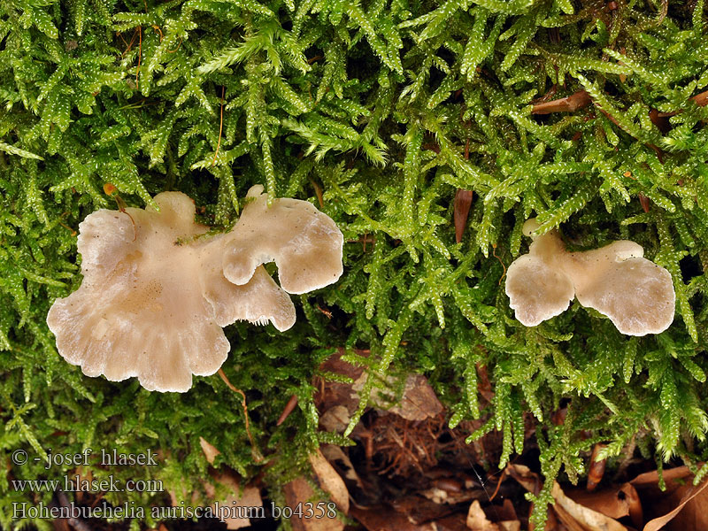 Hohenbuehelia auriscalpium Pleurotus Hlívička stopkatá Hlíva stopkovitá Späne-Muscheling Spatel-barkhat Lastahytyvinokas Вешенка уховидная Гогенбуегелия