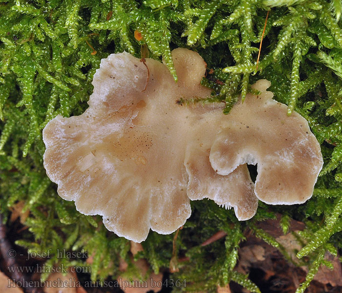 Hohenbuehelia auriscalpium Pleurotus Hlívička stopkatá Hlíva stopkovitá Späne-Muscheling Spatel-barkhat Lastahytyvinokas Вешенка уховидная Гогенбуегелия