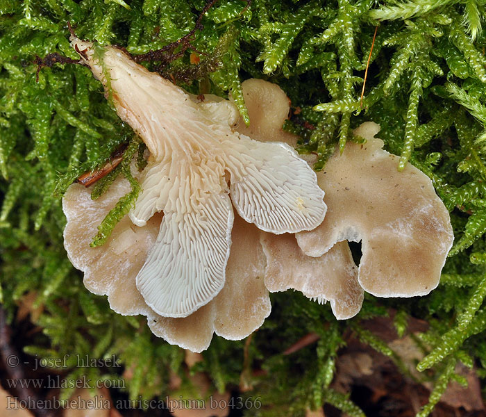 Hohenbuehelia auriscalpium bo4366