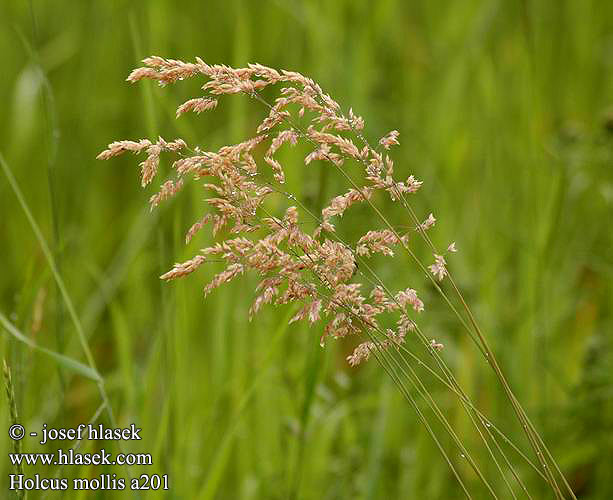 Holcus mollis Creeping soft grass velvet Krybende hestegras