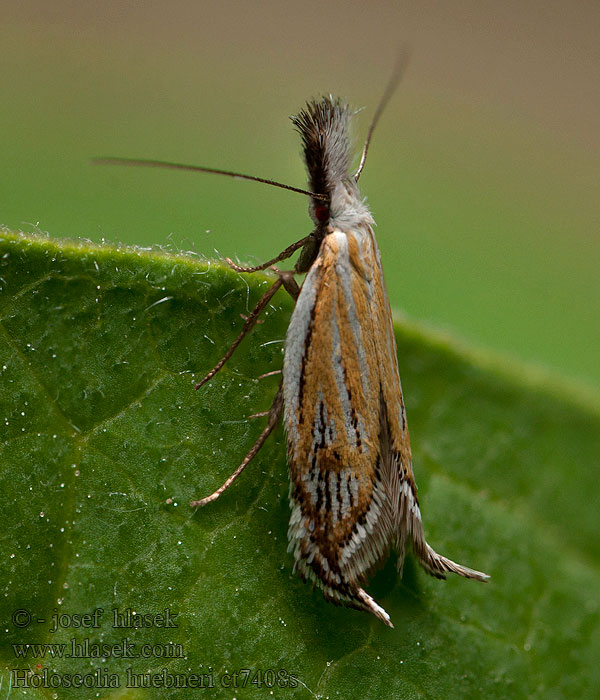 Holoscolia huebneri