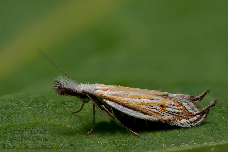 Holoscolia huebneri