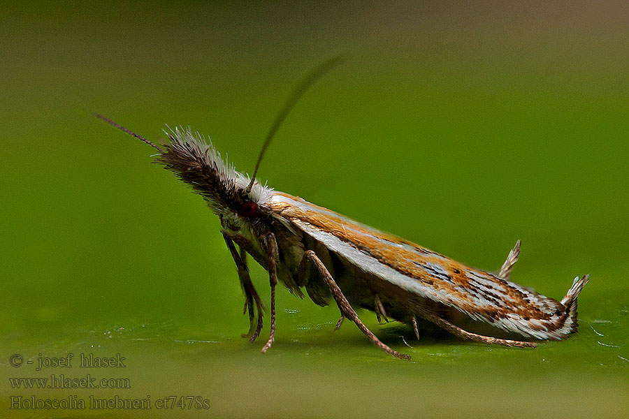 Holoscolia huebneri