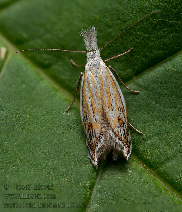 Holoscolia huebneri