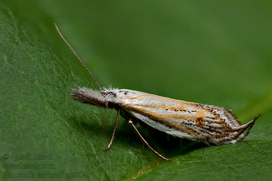 Holoscolia huebneri