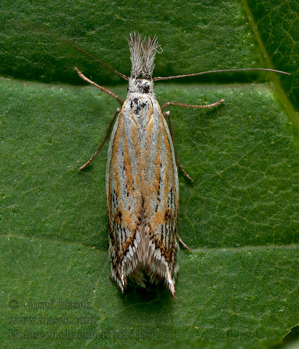 Holoscolia huebneri