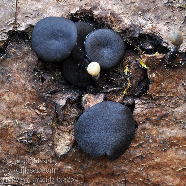 Holwaya mucida Crinula calciiformis Voskovička černavá