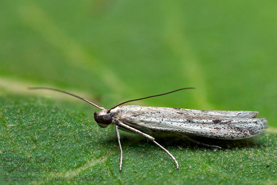 Homoeosoma nebulella Zavíječ slunečnicový Sonnenblumenmotte