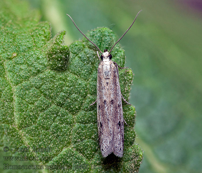 Homoeosoma nebulella Eurasian Sunflower Moth Vijačka slnečníková