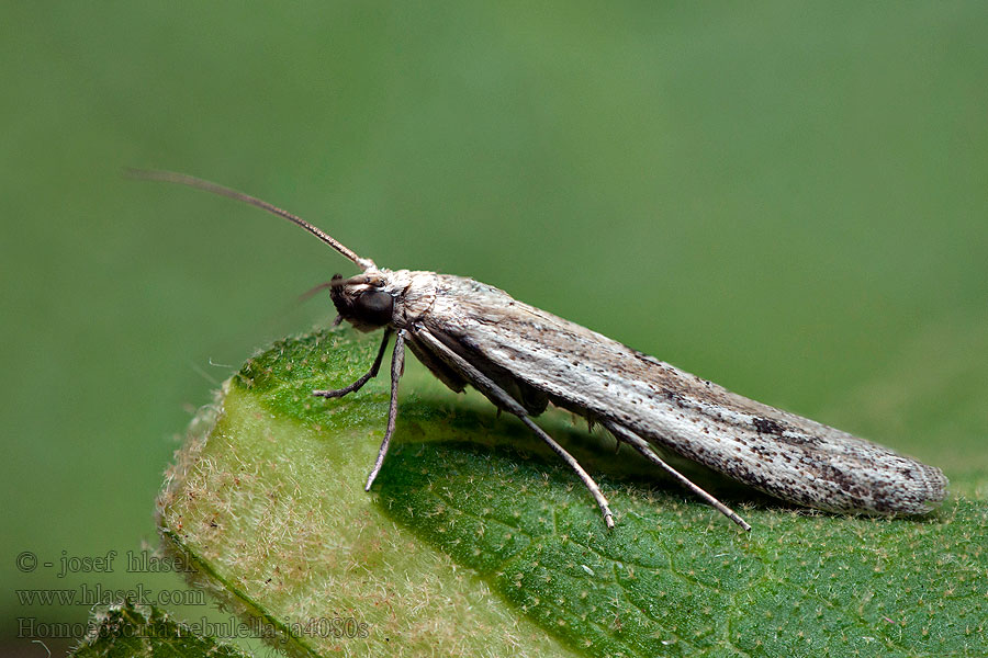 Homoeosoma nebulella Подсолнечниковая огнёвка Kruiskruidmot