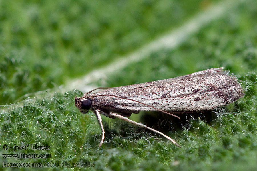 Homoeosoma nebulella Napraforgómoly Molnigt tistelkorgmott