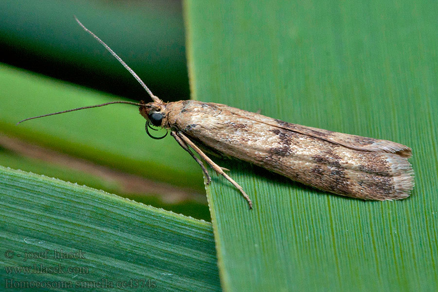 Homoeosoma sinuella