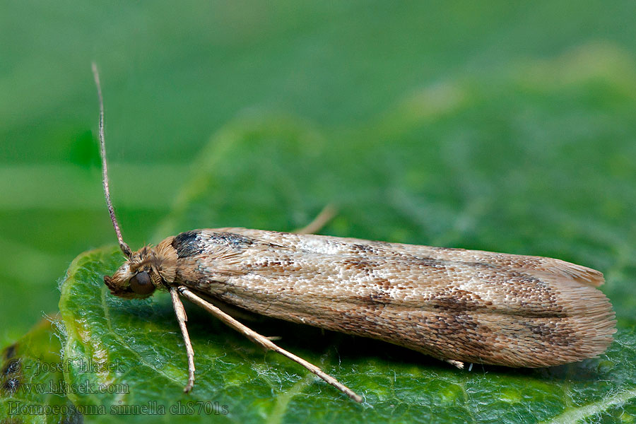 Grobladrotmott Homoeosoma sinuella