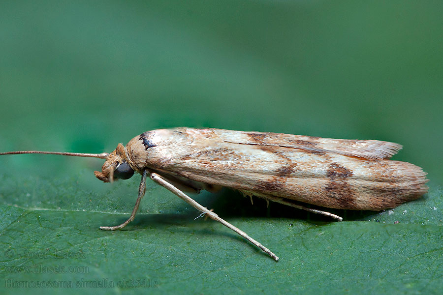 Homoeosoma sinuella Vijačka skorocelová