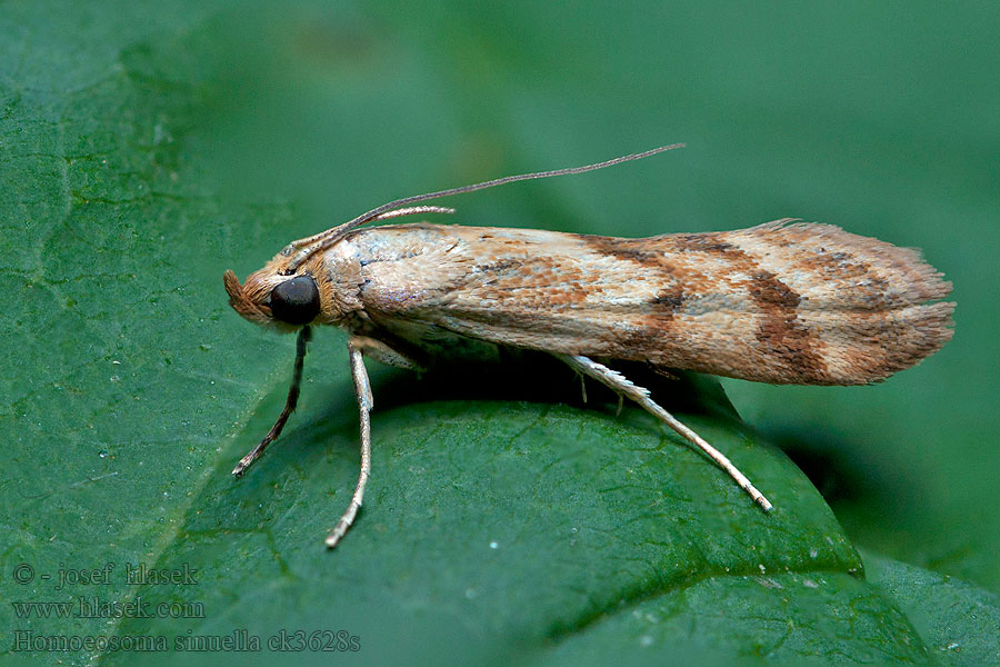 Homoeosoma sinuella Огнёвка изогнутая