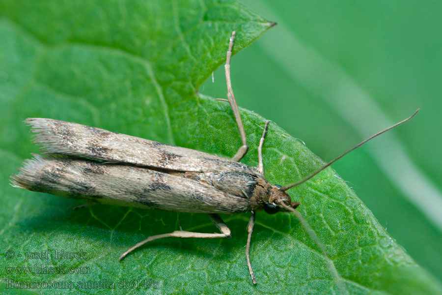 Homoeosoma sinuella Grobladrotmott