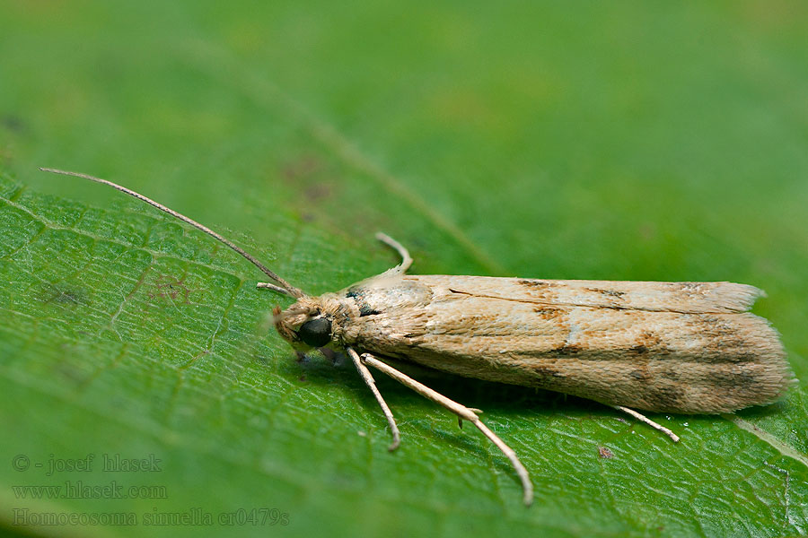 Homoeosoma sinuella Vejbredhalvmøl