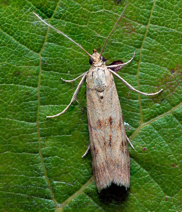 Vijačka skorocelová Homoeosoma sinuella