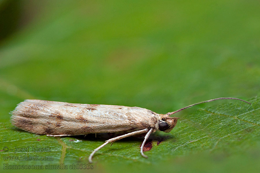 Огнёвка изогнутая Homoeosoma sinuella