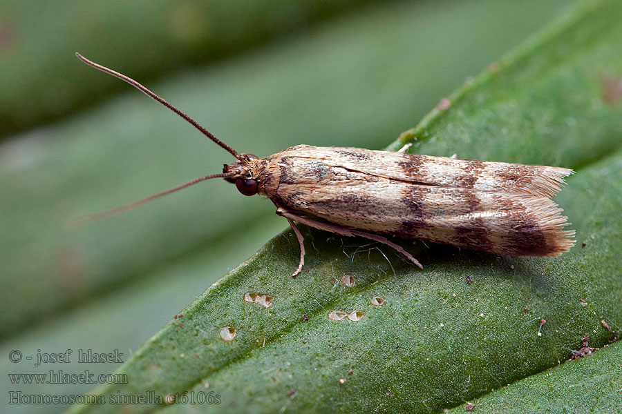 Homoeosoma sinuella Vijačka skorocelová