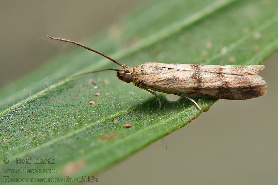 Homoeosoma sinuella Огнёвка изогнутая