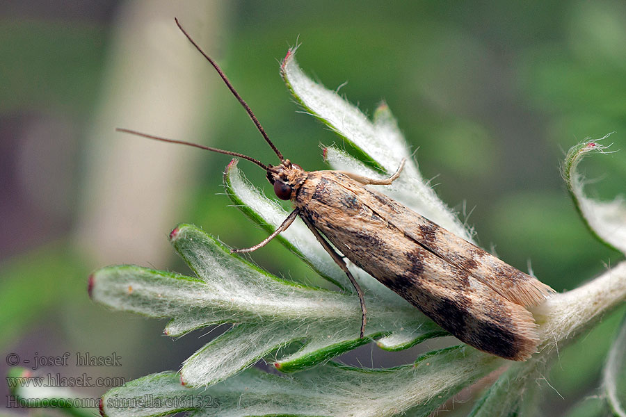 Homoeosoma sinuella Smalle weegbreemot