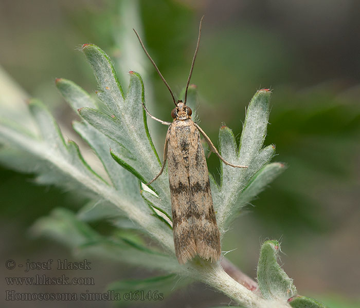 Homoeosoma sinuella Grobladrotmott