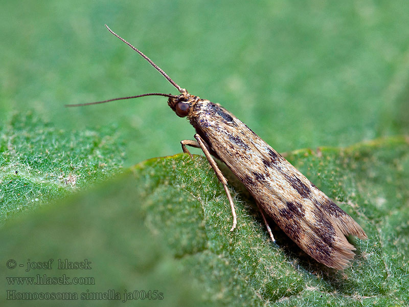 Vijačka skorocelová Homoeosoma sinuella