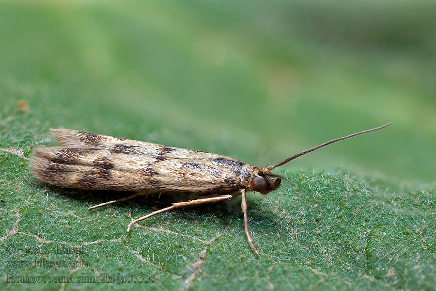 Огнёвка изогнутая Homoeosoma sinuella